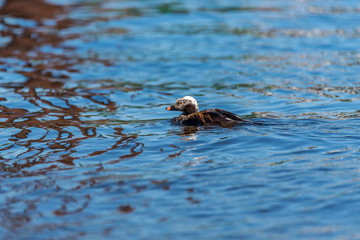 Long Tailed Duck on a River in Latvia