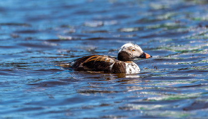 Long Tailed Duck on a River in Latvia