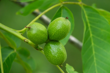 English Walnut Fruits in Springtime