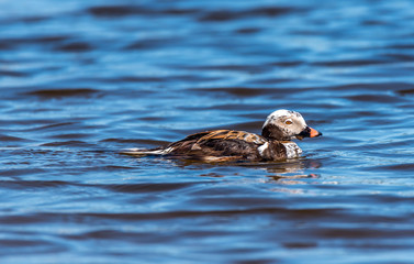 Long Tailed Duck on a River in Latvia