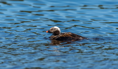 Long Tailed Duck on a River in Latvia