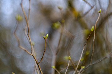 first spring flowers on the ground