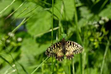 Draufsicht auf einen Osterluzeifalter, welcher im hohem Gras sitzt
