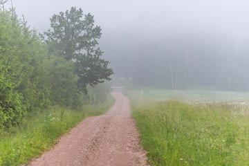 Dirt Road through a Field of Grass and Wildflowers at a Farm in Latvia on a Foggy Morning
