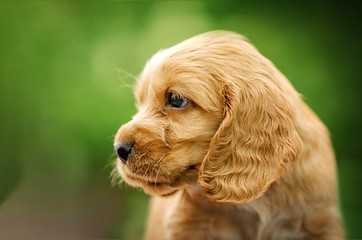 English Cocker Spaniel cute red puppies The first photoshoot kids