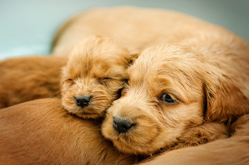English Cocker Spaniel cute red puppies The first photoshoot kids