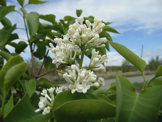 Flowers...Khakassia.Southern Siberia.