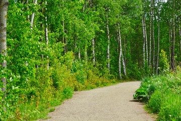 Obraz premium Birch path in forest