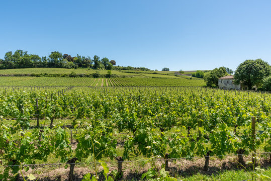 SAINT-EMILION (Gironde, France), vignes autour du village	