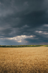 Landscape of wheat field at sunset after rain.