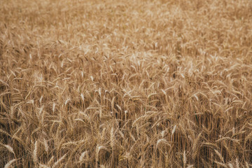 Landscape of wheat field at sunset after rain.