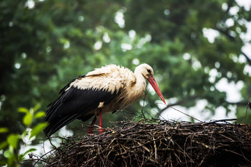 Wet Female Stork in Her Nest Protecting Babies on a Foggy Morning