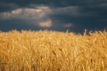 Landscape of wheat field at sunset after rain.