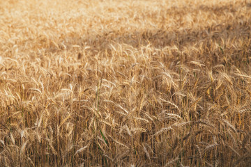 Landscape of wheat field at sunset after rain.