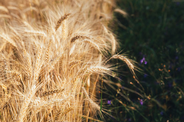 Landscape of wheat field at sunset after rain.