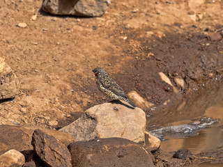 Different species of weavers await at a pool of water, Ethiopia