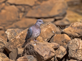 Laughing dove, Streptopelia senegalensis, sitting near a pool of water, Ethiopia