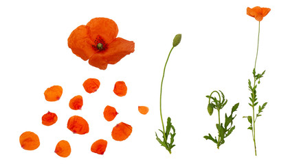 Botanical collection with red poppies and petals isolated on white background
