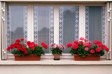Fototapeta na wymiar Window ledge with continers of Geraniums in front of a decorative lace curtain of a house in Honfleur Nromandy France