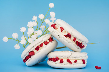 White flowers near the macaroons on blue background