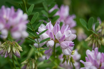 Purple Crown Vetch Flowers in Bloom in Springtime