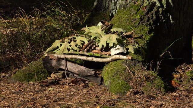 A small animal shelter made of twigs and leaves between the roots of a large tree in a forest - closeup