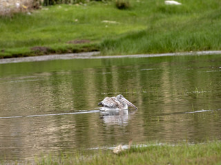 Pink-backed Pelican, Pelecanus rufescens, in a small pond in central Ethiopia