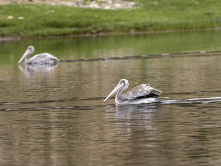Pink-backed Pelican, Pelecanus rufescens, in a small pond in central Ethiopia