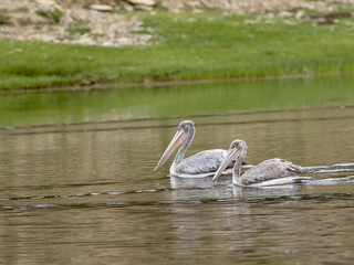 Pink-backed Pelican, Pelecanus rufescens, in a small pond in central Ethiopia