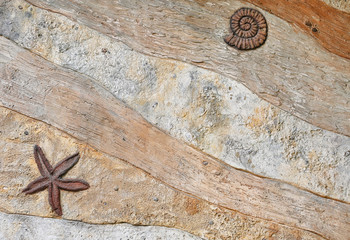 Replica fossil on the wall