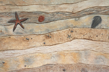 Replica fossil on the wall