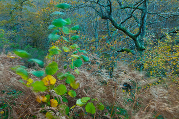 Bosque Atlántico en otoño en el Parque Natural Saja - Besaya, Cantabria, España