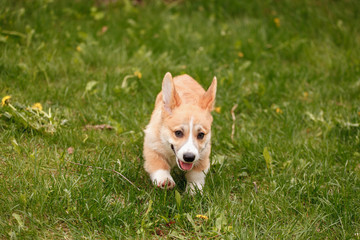 Naklejka na ściany i meble Corgi puppy running through the grass