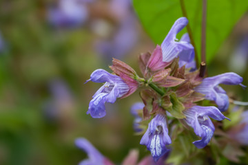 Sage Flowers in Bloom in Springtime