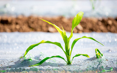 Jeune pousse de maïs au printemps