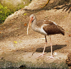 Ibis Standing on Ground