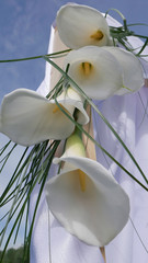 Full-bloom white calla lily on a arch 