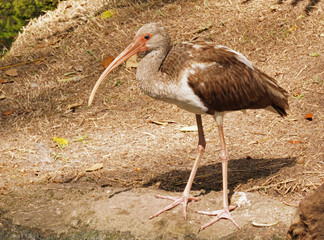 Ibis Standing on Ground (Close Up)