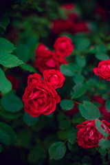 red roses bush grow in summer garden