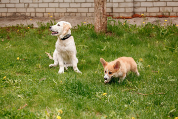 Golden Retriever and Corgi playing in the park