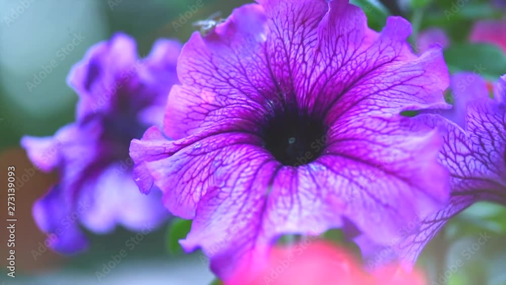 Wall mural Petunia. Blooming Petunia flowers in a garden closeup. Beautiful purple Petunia bells. Slow motion. 3840X2160 4K UHD video footage