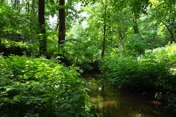 Magical forest in the morning sunlight rays. Summer landscape, river in the forest.