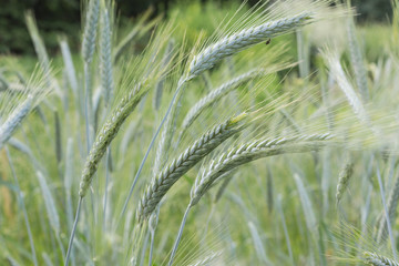 Ears of green wheat on the background of green wheat field.