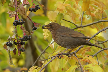 bird on a branch