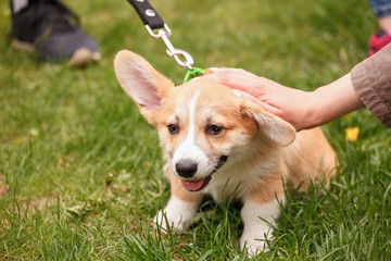 Corgi puppy on the grass in the park