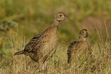 bird on a background