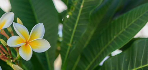 Obraz na płótnie Canvas frangipani (plumeria rubra) summertime blooming