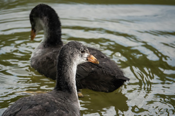 Young Eurasian Coots in Pond in Springtime