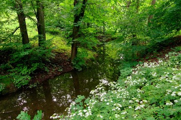 Magical forest in the morning sunlight rays. Summer landscape, river in the forest.