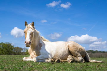 Horse laying in field - Powered by Adobe